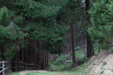 çam ormanı içinde Karpatlar