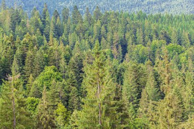 Karpatlar manzarada yaz