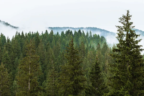 Karadağ Ridge'de Karpatlar