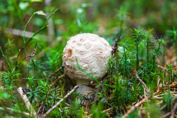 Poisonous mushroom — Stock Photo, Image