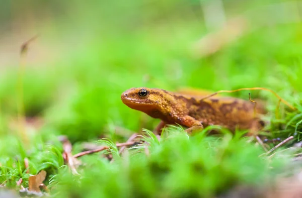 Lagarto pequeño — Foto de Stock