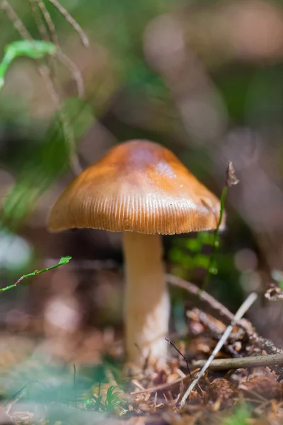 有毒的蘑菇特写 — 图库照片