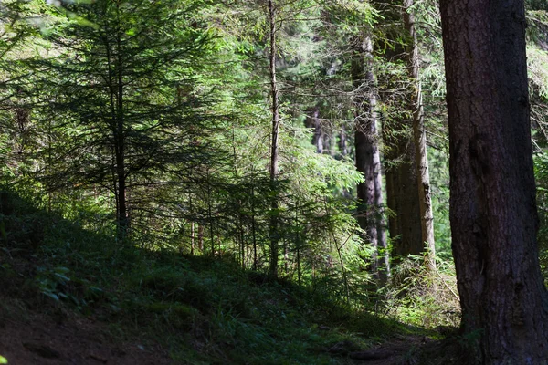 çam ormanı içinde Karpatlar