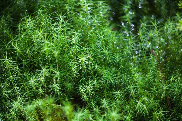 Green moss closeup — Stock Photo, Image