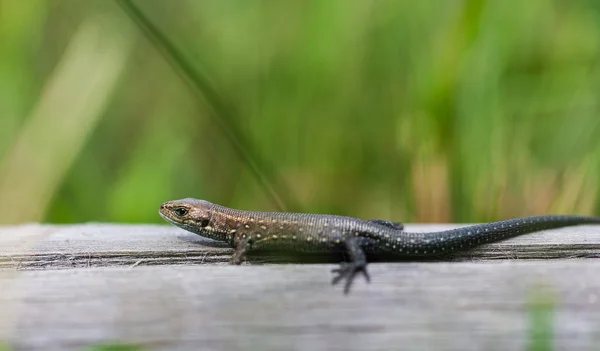 Lagarto pequeño — Foto de Stock