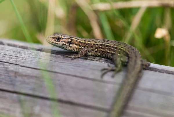 Kleine Eidechse — Stockfoto