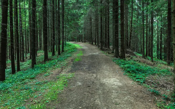 Las sosnowy w Karpatach — Zdjęcie stockowe