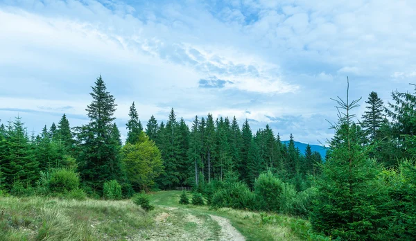 çam ormanı içinde Karpatlar