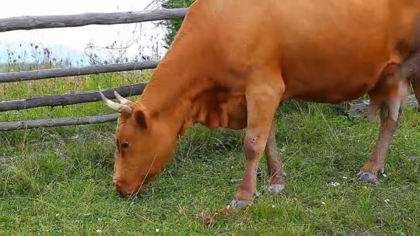 Cow eating — Stock Video