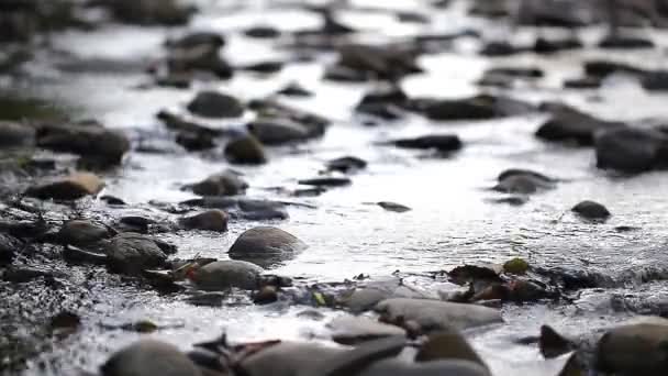 Corriente del río — Vídeos de Stock