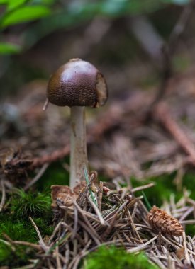 Zehirli mantar portre 