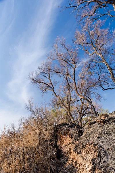 Sommarlandskap — Stockfoto