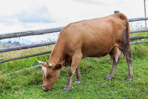 Cow eats grass — Stock Photo, Image