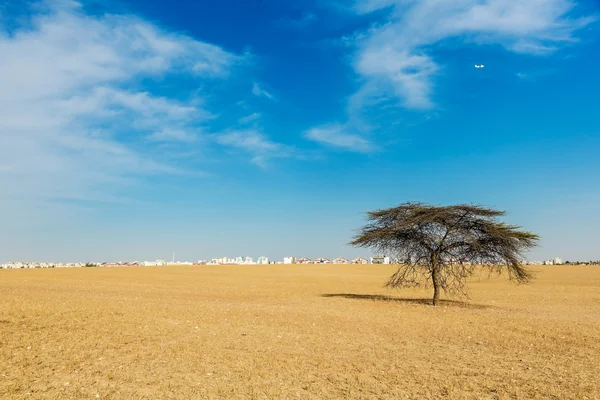 Árbol verde — Foto de Stock