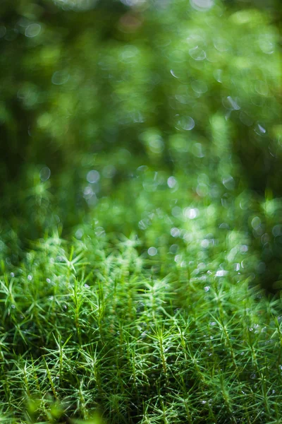 Πράσινα βρύα closeup — Φωτογραφία Αρχείου