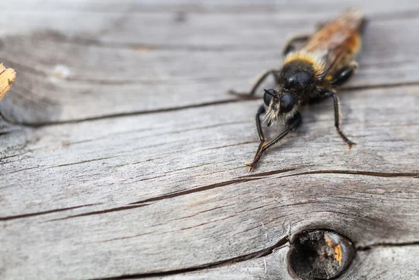 Insect bee close-up — Stockfoto