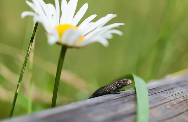 Kleine Eidechse — Stockfoto