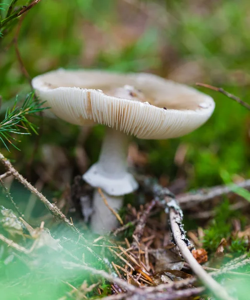 Ядовитый гриб крупным планом — стоковое фото