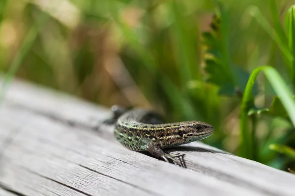 Kleine Eidechse — Stockfoto