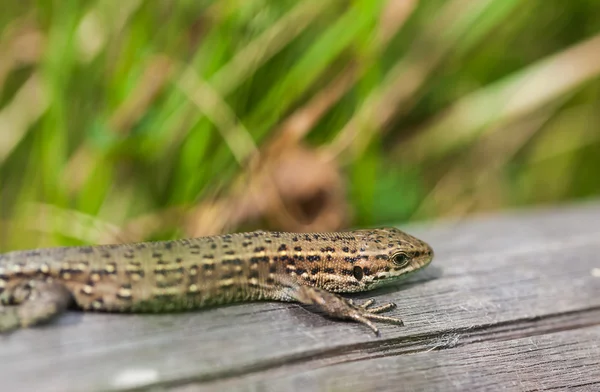 Kleine Eidechse — Stockfoto