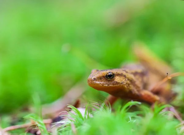 Kleine Eidechse — Stockfoto