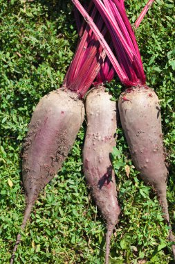 Üç taze organik beetroots