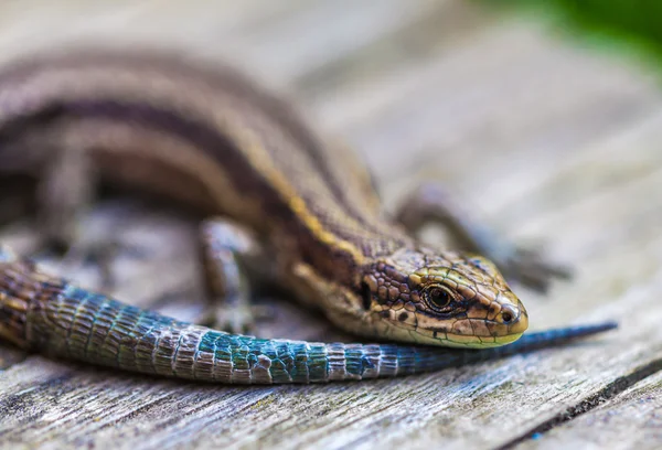 Lagarto pequeño — Foto de Stock