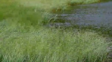 dağ gölü Nesamovyte