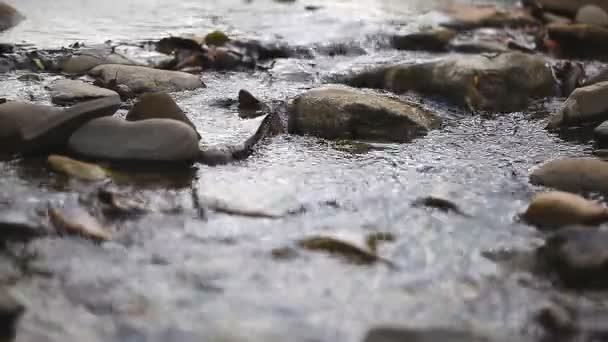 Proudu jasné horská řeka — Stock video