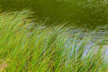 Karpatlar göl Nesamovyte