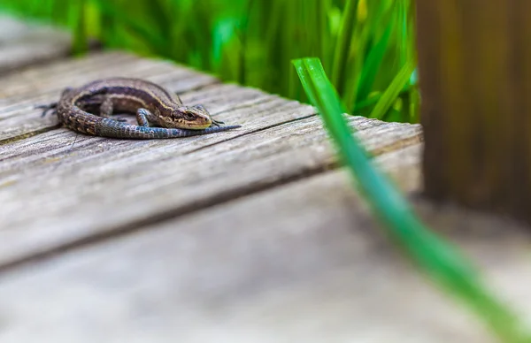 Small lizard — Stock Photo, Image