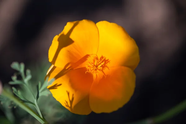 黄色の花 — ストック写真