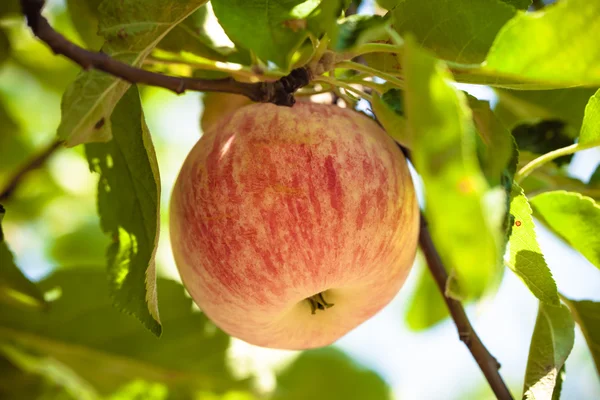 Ekologiczne jabłka dojrzałe — Zdjęcie stockowe