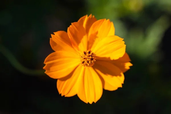 Gele bloeiende bloem — Stockfoto