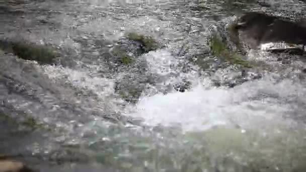 Torrente limpido fiume di montagna — Video Stock