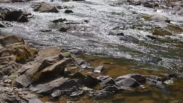 Córrego rio de montanha claro — Vídeo de Stock