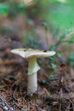 Zehirli mantar portre