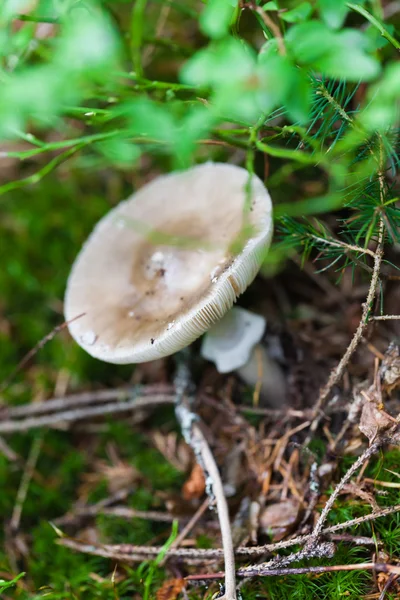 Closeup cogumelo venenoso — Fotografia de Stock