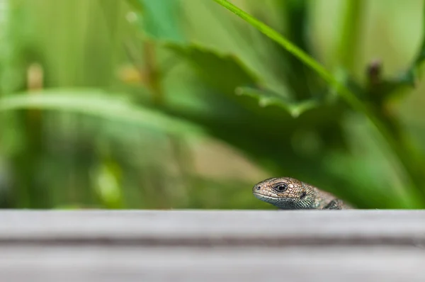 Lagarto pequeño — Foto de Stock