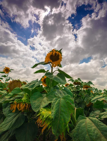 Blooming of sunflower — Stock Photo, Image