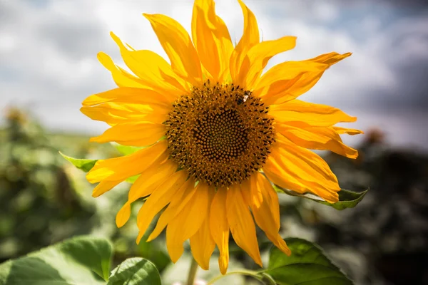 Blommande av solros — Stockfoto