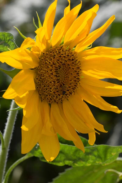 Bloei van zonnebloem — Stockfoto