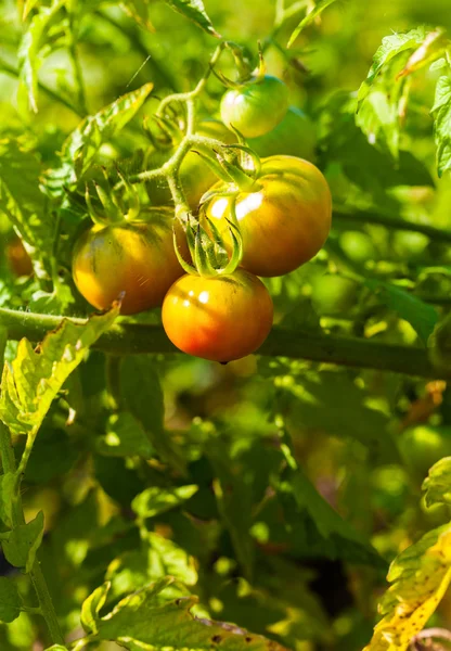 Świeże pomidory organicznych — Zdjęcie stockowe