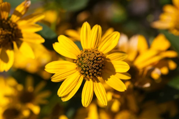 Gula blommor — Stockfoto