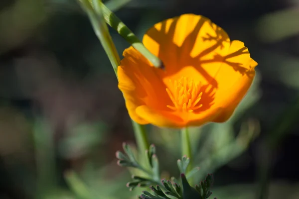 Gelbe blühende Blumen — Stockfoto