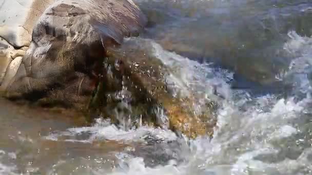 Stream clear mountain river — Stock Video