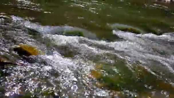 Torrente limpido fiume di montagna — Video Stock