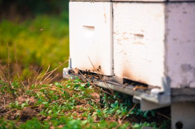 Arılar closeup tarafından yığını