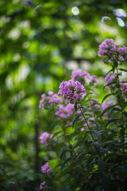 Bahçe çiçek çiçeklenme