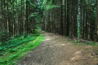 çam ormanı içinde Karpatlar